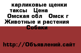 карликовые щенки таксы › Цена ­ 2 000 - Омская обл., Омск г. Животные и растения » Собаки   